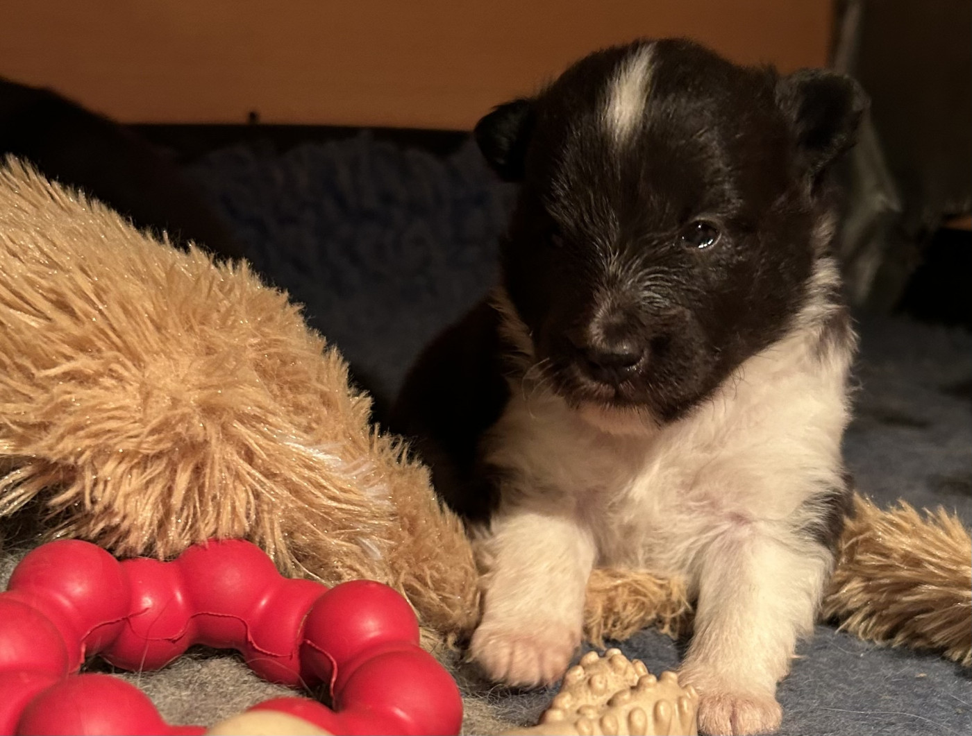 Of Legendary Madness - Chiots disponibles - Shetland Sheepdog