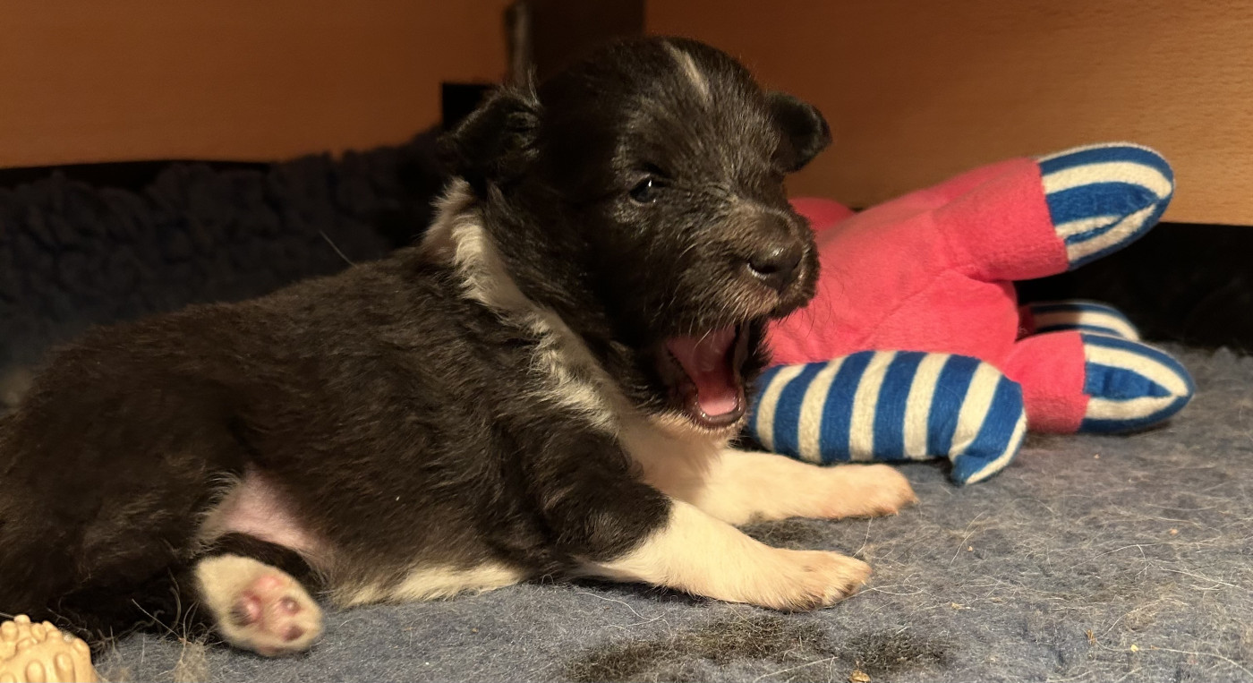 Of Legendary Madness - Chiots disponibles - Shetland Sheepdog